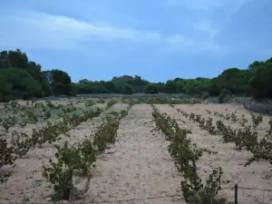 Parque Natural de Las Lagunas de La Mata y Torrevieja