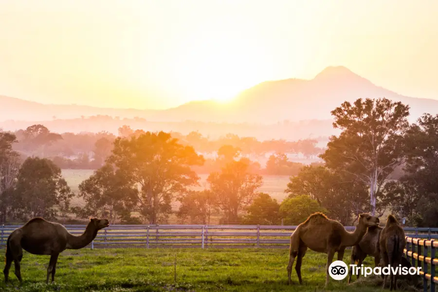 Summer Land Camels