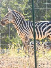 Capital of Texas Zoo