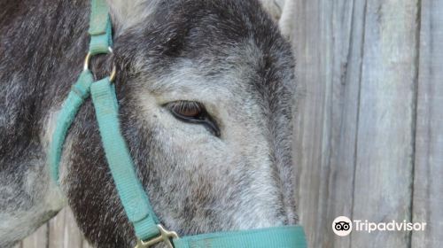 Ferme Chene de Greletti