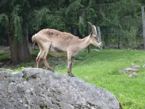 Alpen Wildpark
