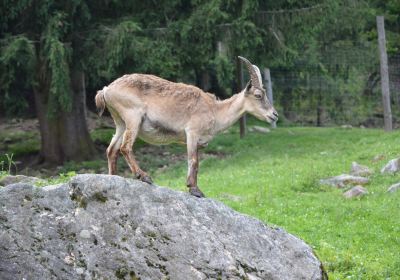 Alpen Wildpark