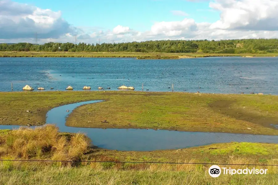 RSPB Dearne Valley - Old Moor