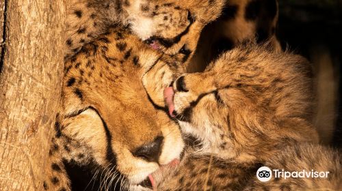 Ann van Dyk Cheetah Centre