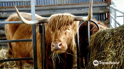 Aberdeenshire Highland Beef