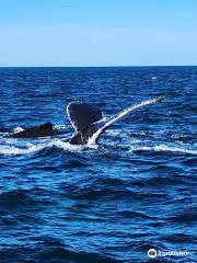 Dockside Whale Watching & Charters