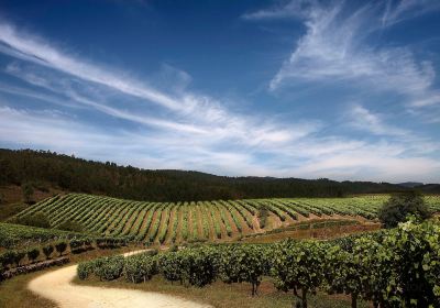 Bodegas Terras Gauda