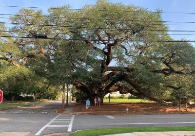 Thomasville's Historic Big Oak