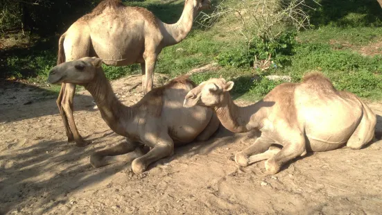 Zanzibar Land Animal Park (ZALA)