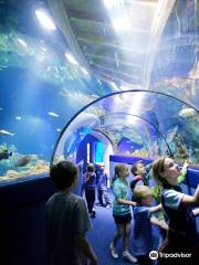 Bristol Aquarium