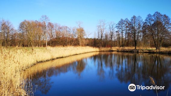 Lewityn MOSIR Pabianice