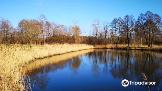 Lewityn MOSIR Pabianice