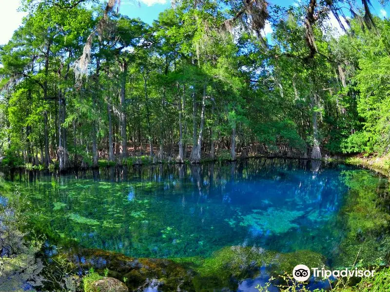 Manatee Springs State Park