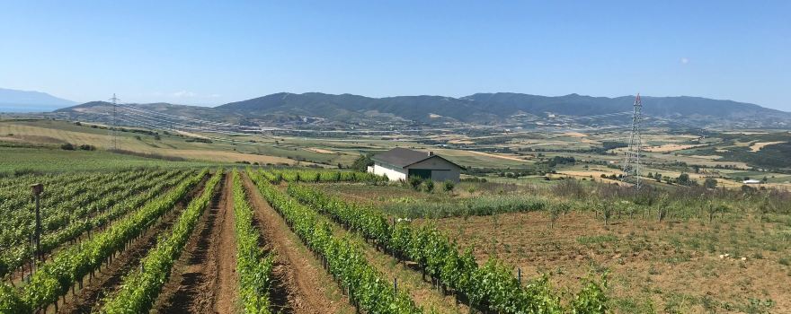 Barbare Vineyards