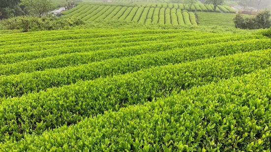 岐阜のマチュピチュ 天空の茶畑