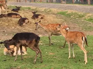 Alpen Wildpark