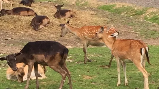 Alpen Wildpark