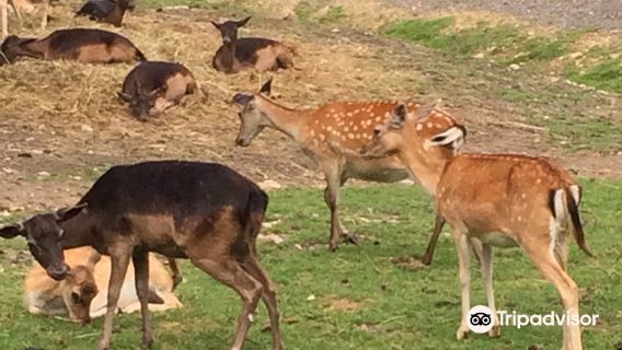 Alpen Wildpark Feld am See