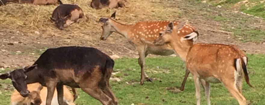 Alpen Wildpark