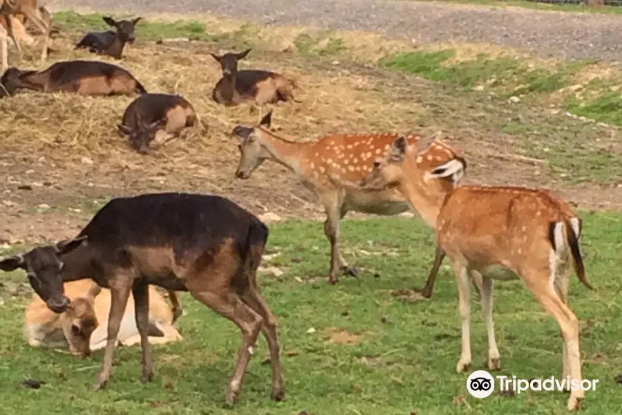 Alpen Wildpark