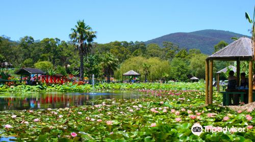 Blue Lotus Water Garden