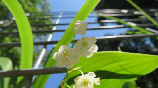 Suzuran Garden