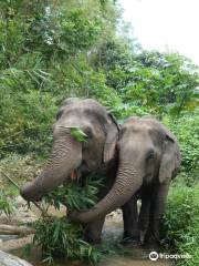 BEES - Burm And Emily's Elephant Sanctuary