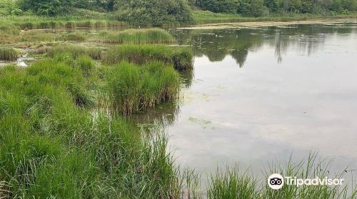 Booterstown Bird Sanctuary