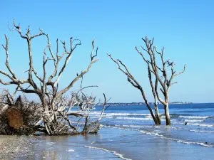 Botany Bay Heritage Preserve/Wildlife Management Area