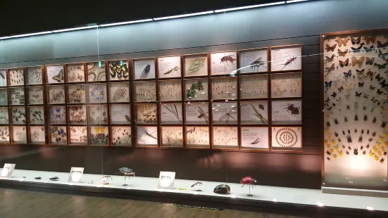 Museo di Storia naturale di Mokpo