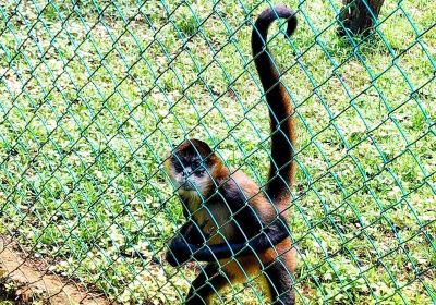 Tree of Life Wildlife Rescue Center and Botanical Gardens