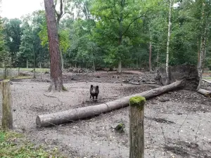 Wildpark Alte Fasanerie Klein-Auheim