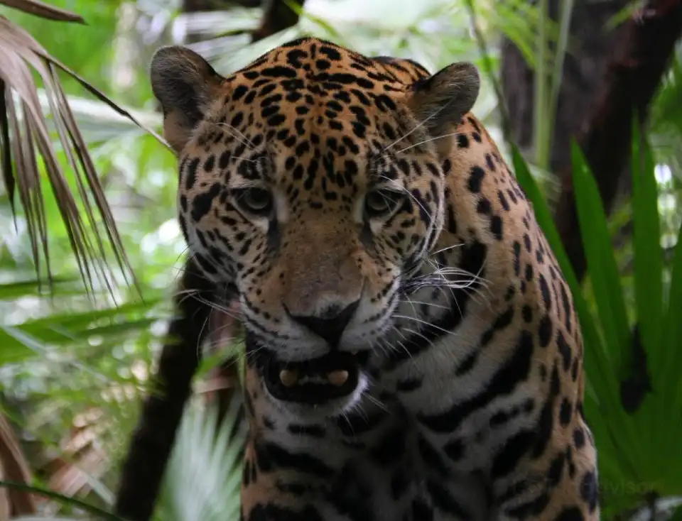 3_The Belize Zoo and Tropical Education Center