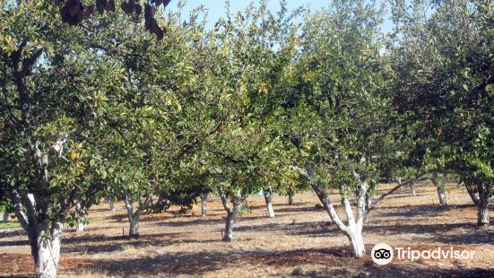 Historic Orchard