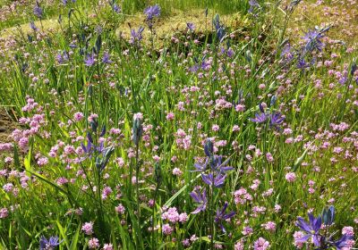 Camassia Nature Preserve