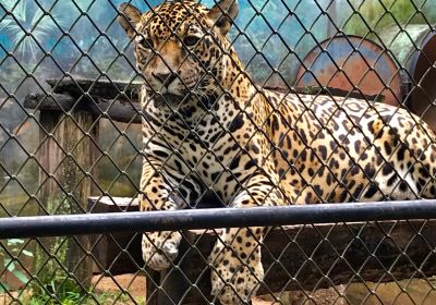 Zoo Bosque Guarani