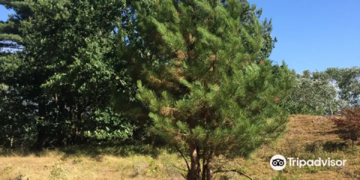 Pan van Persijn （Panbos）