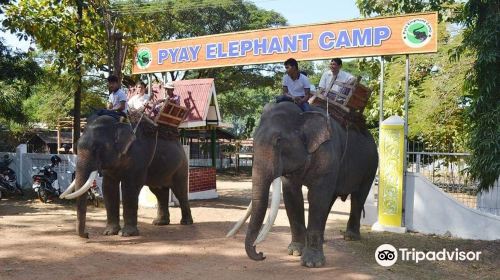 Pyay Elephant Camp