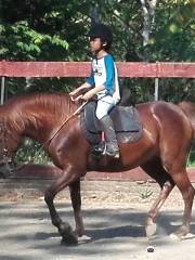 Havana Horses