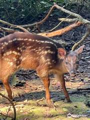 Barbados Wildlife Reserve