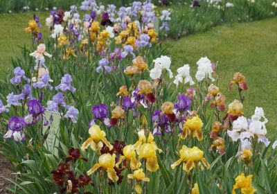 Jardín de Iris conmemorativo de Frank Presby