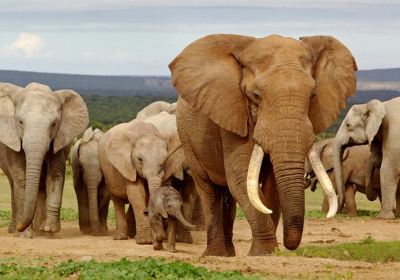 Maputo Elephant Reserve (Reserva Especial de Maputo)