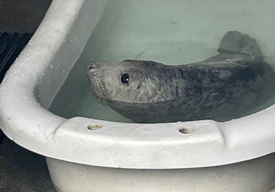 Seal Rescue Ireland Visitor Centre