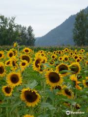 Chilliwack Sunflower Festival