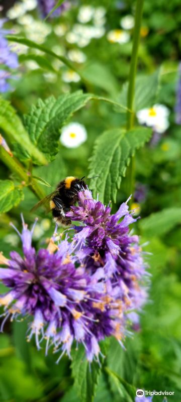 Chain Bridge Honey Farm