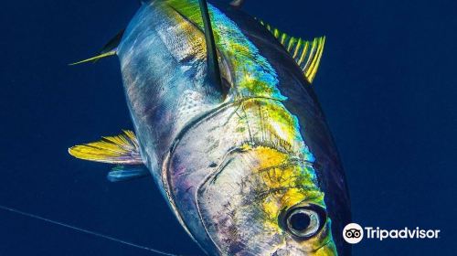 Hawaii Marlin Fishing