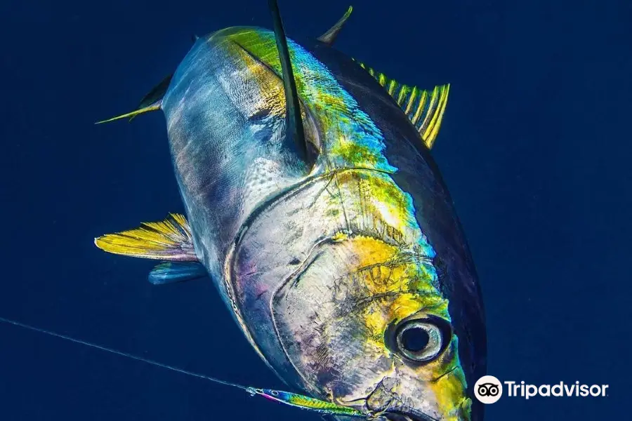 Hawaii Marlin Fishing