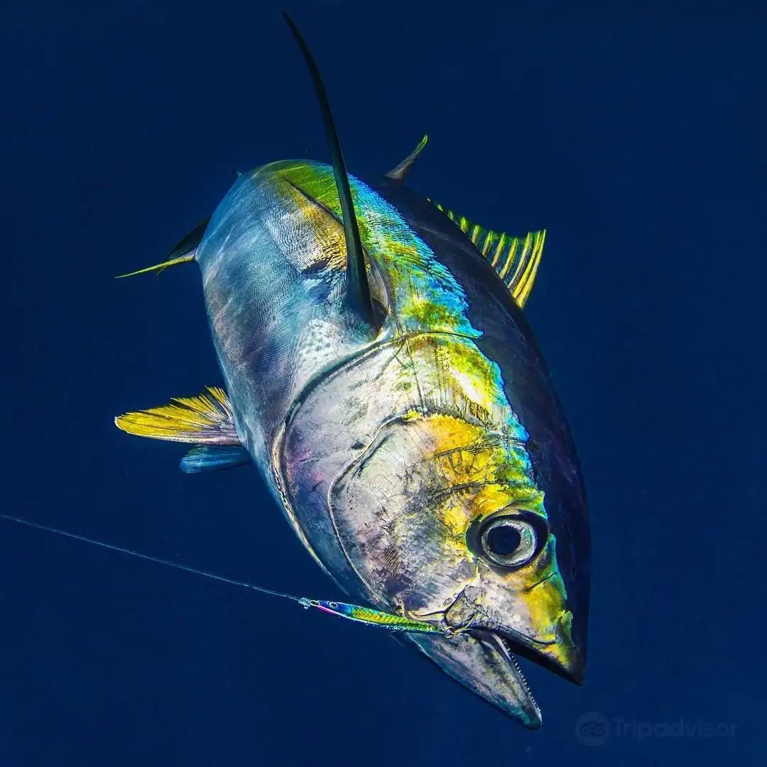 Hotels near Hawaii Marlin Fishing