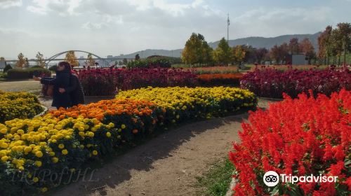 Guri Hangang Park （Cosmos Park）