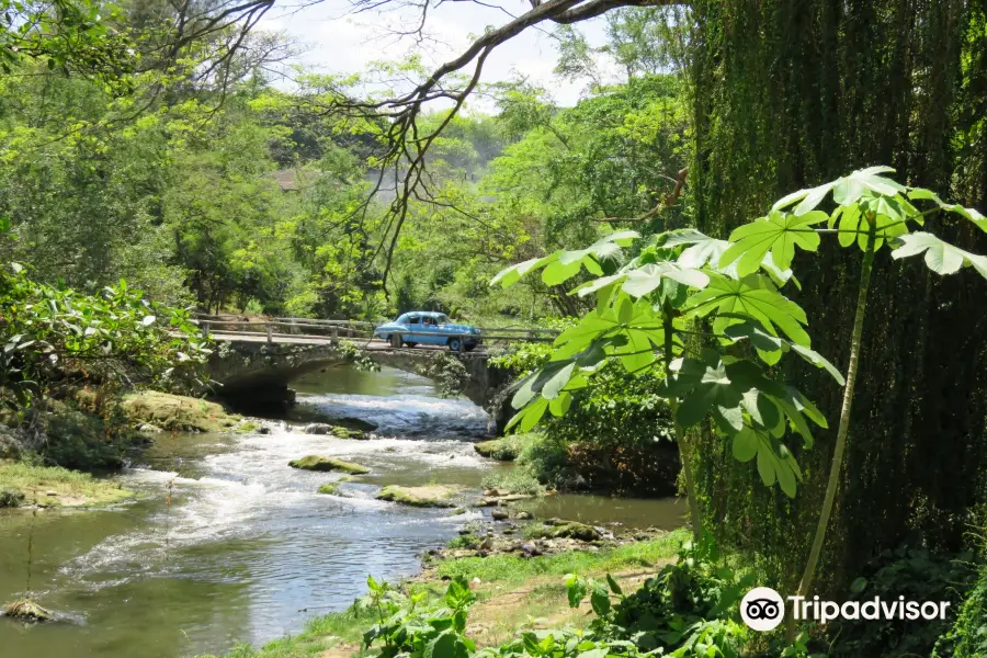 Havana Forest